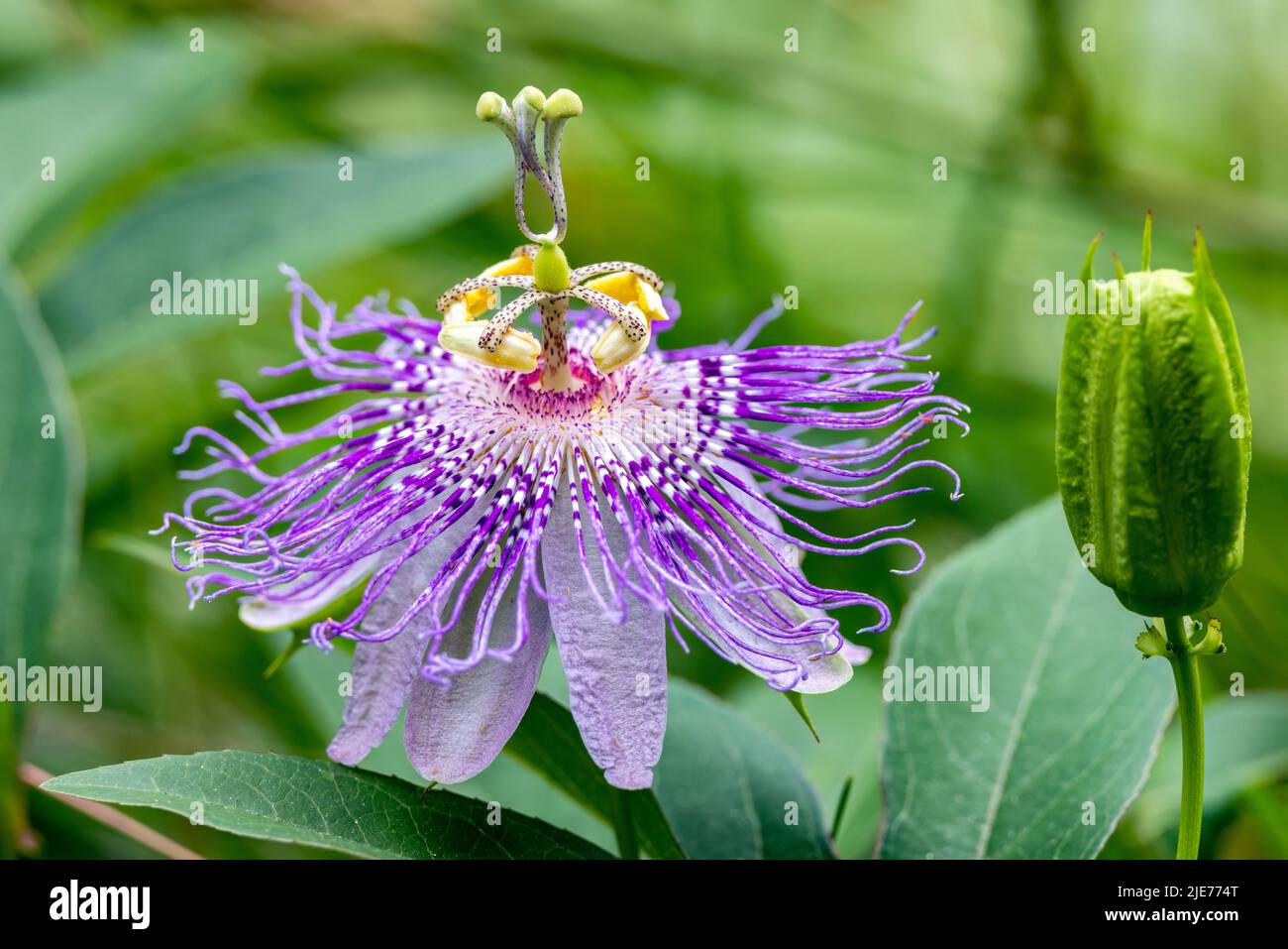Nahaufnahme von Maypop oder Purple Passionflower (Passiflora incarnata) - Brevard, North Carolina, USA Stockfoto