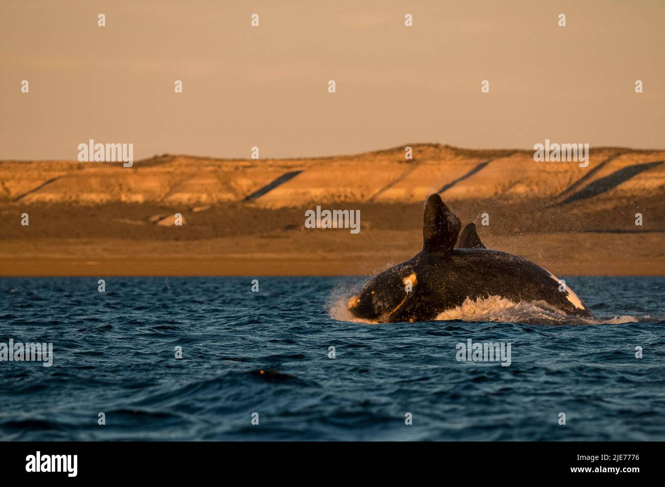 Right Whale Jumping , Eubalaena Autralis, glacialis, Patagonien , Peninsula Valdes, Patagonien, Argentinien. Stockfoto