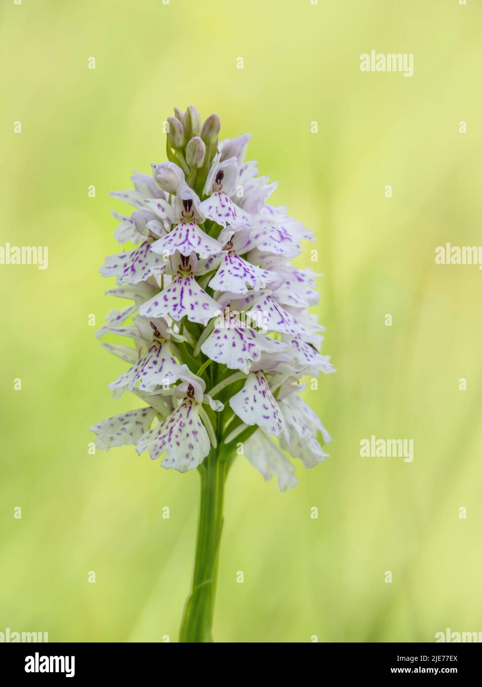 Heide gefleckte Orchidee alias Dactylorhiza maculata. Stockfoto