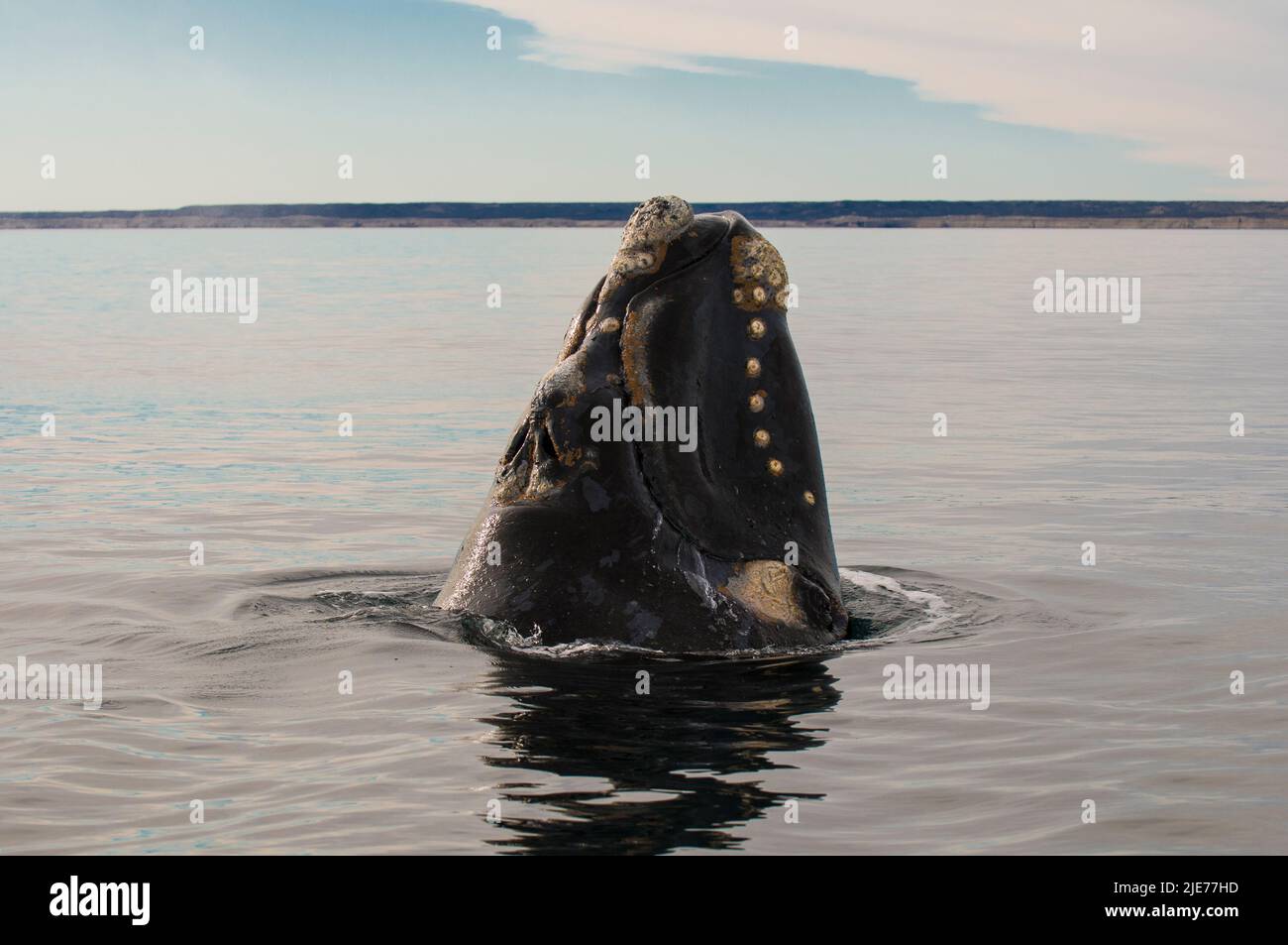 Right Whale Jumping , Eubalaena Autralis, glacialis, Patagonien , Peninsula Valdes, Patagonien, Argentinien. Stockfoto