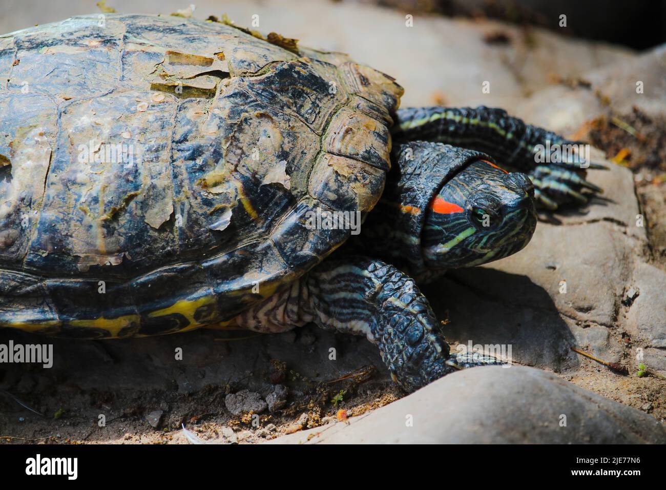 Nahaufnahme des Kopfes von Rotohrschildkröte oder Rotohrschleifer trachemys scripta elegans Stockfoto