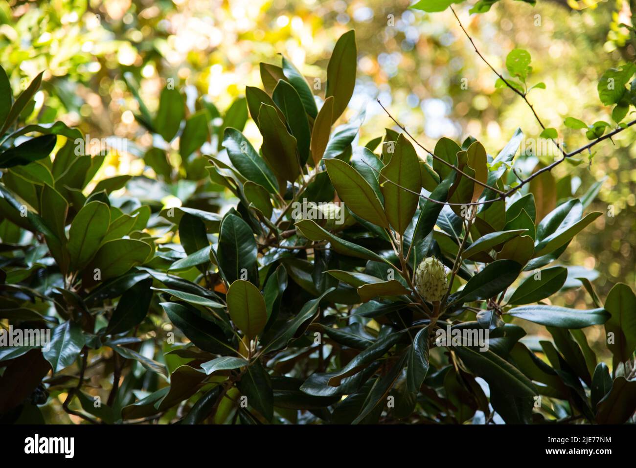 Grüne Magnolienfrucht. Hochwertige Fotos Stockfoto