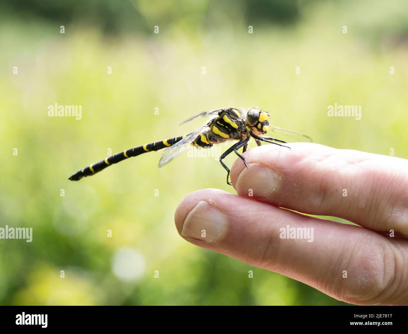 Goldringelige Libelle alias Cordulegaster boltonii am Finger. Stockfoto