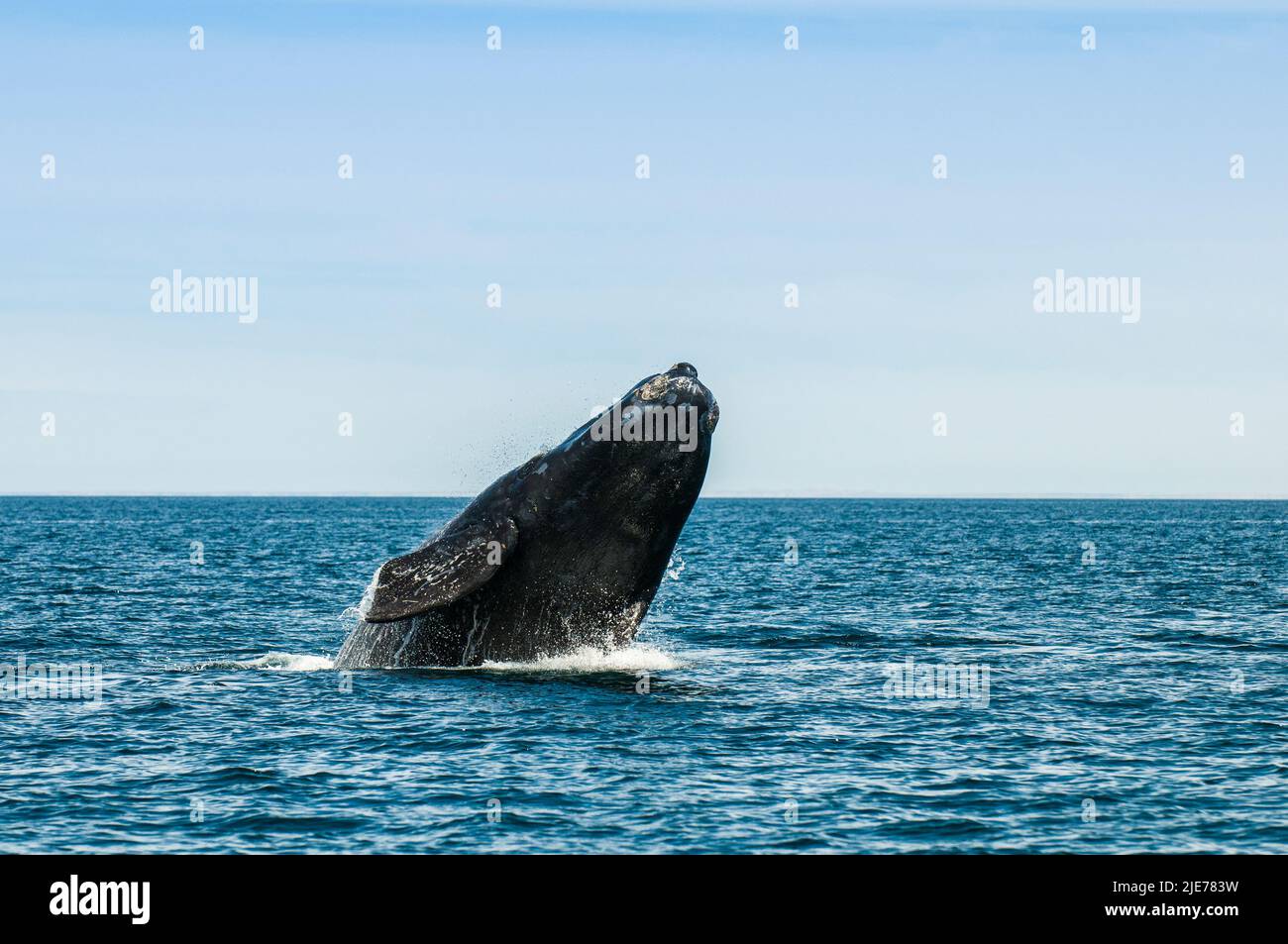 Right Whale Jumping , Eubalaena Autralis, glacialis, Patagonien , Peninsula Valdes, Patagonien, Argentinien. Stockfoto