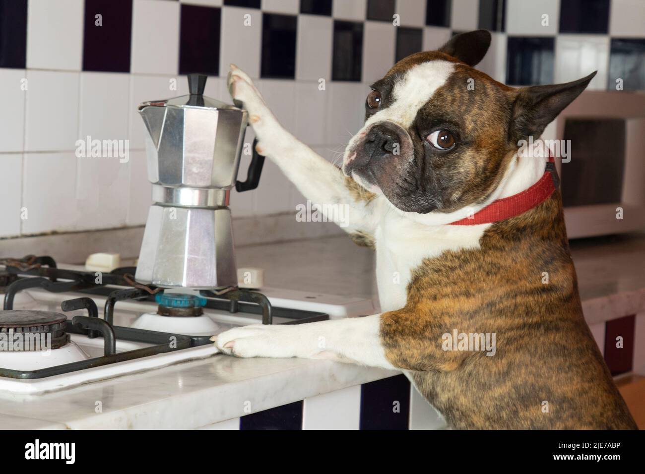 Humorvolle Fotografie , Hunde handeln wie Menschen . Boston Terrier in einer schwarzen Schürze