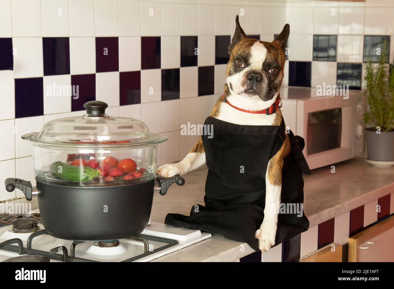 Humorvolle Fotografie , Hunde handeln wie Menschen . Boston Terrier in einer schwarzen Schürze, die Gemüse in einem Dampfgarer kocht Stockfoto