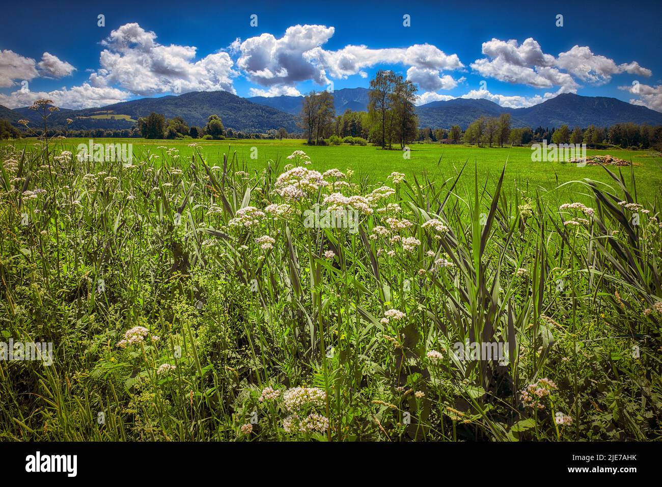 DE - BAVARIA: Landschaftlich reizvolle Aussicht mit Hogweed im Vordergrund beim Loisach Moor bei Bichl, Oberbayern (Oberbayern), Deutschland Stockfoto