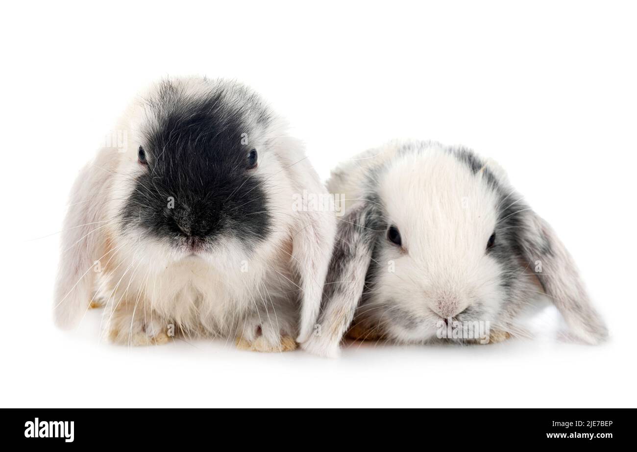 Mini-Lops vor weißem Hintergrund Stockfoto