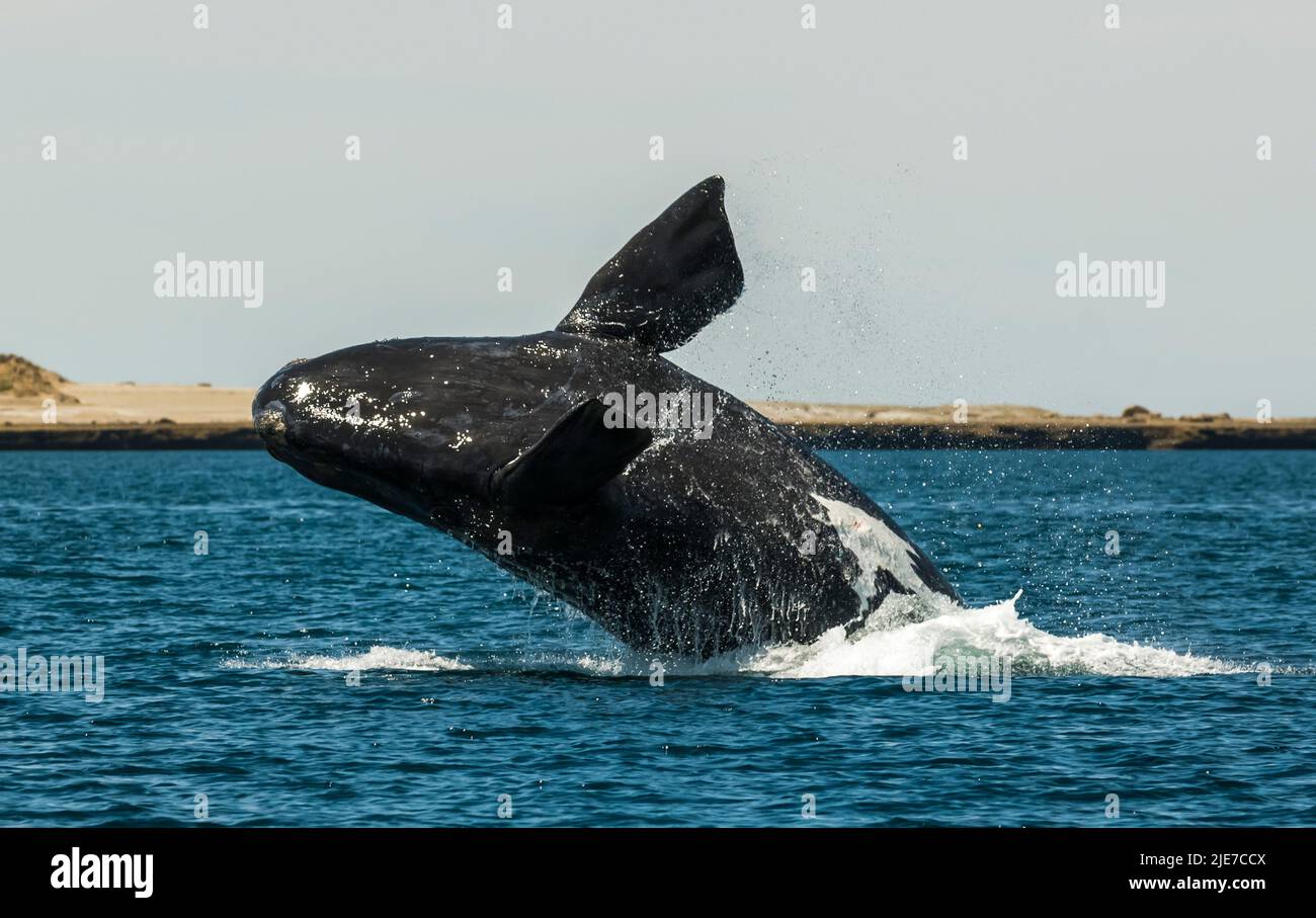 Right Whale Jumping , Eubalaena Autralis, glacialis, Patagonien , Peninsula Valdes, Patagonien, Argentinien. Stockfoto