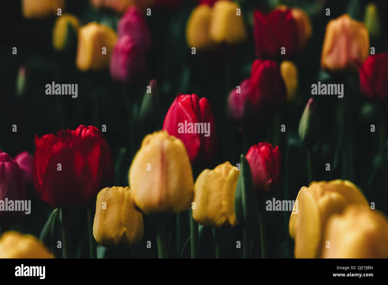 Tulpen blühen im Abendgarten, dezentrale Frühlingsblumen im Hintergrund Stockfoto