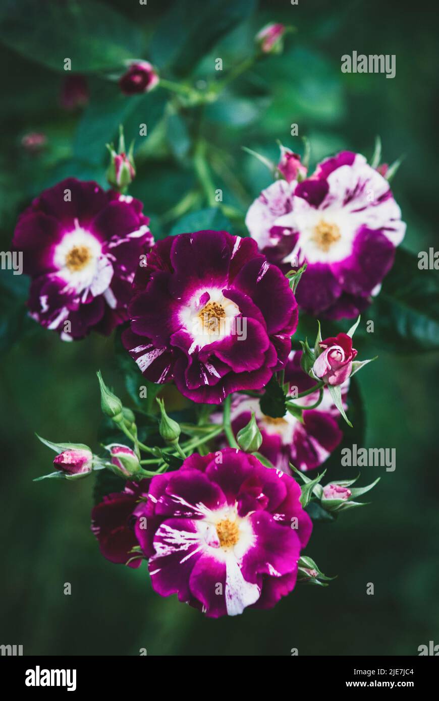 Rosa Purple Splash (Oh Wow!, Wekspitrib) Kletterrose Rasse von Tom Carruth, USA 2009 Stockfoto