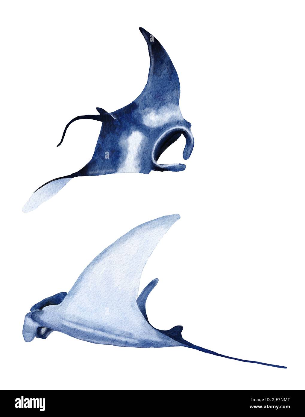 Aquarell-Manta-Strahl handgezeichnete Illustration, Meer Ozean Unterwasser marine nautische Design, bedrohte Tierarten, pazifik Gewässer Tierwelt Stockfoto
