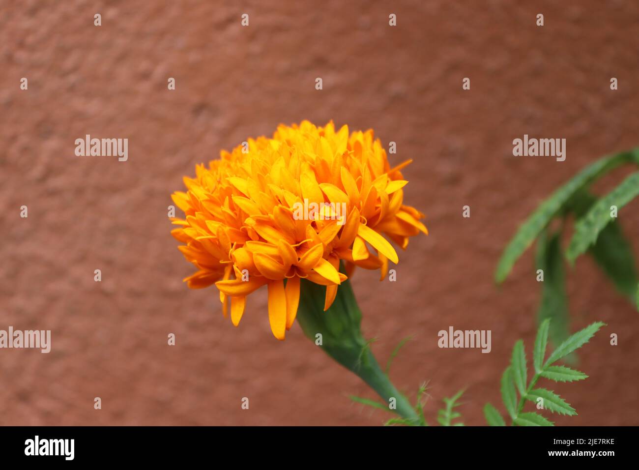Das Flowers. Stockfoto