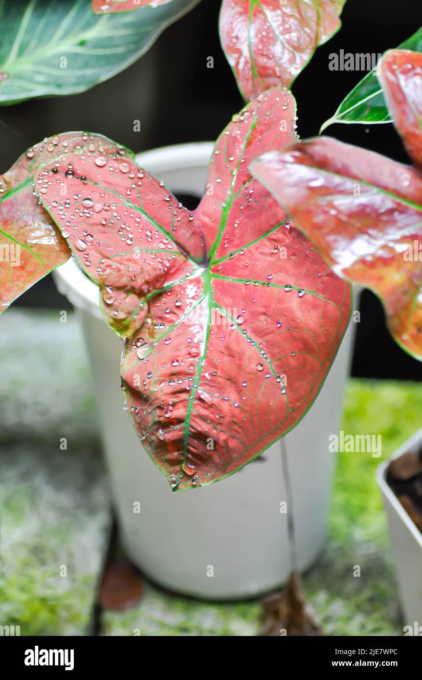 Caladium New Wave Bubble , Caladium bicolor Vent oder Alocasia macrorrhizos oder Caladium bicolor oder rosa Blatt und Colocasia esculenta Stockfoto