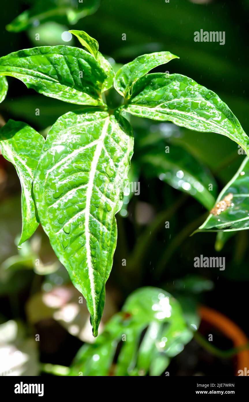 Syngonium podophyllum, Arrowhead-Rebe oder Schwanenfußpflanze oder Araceae Stockfoto