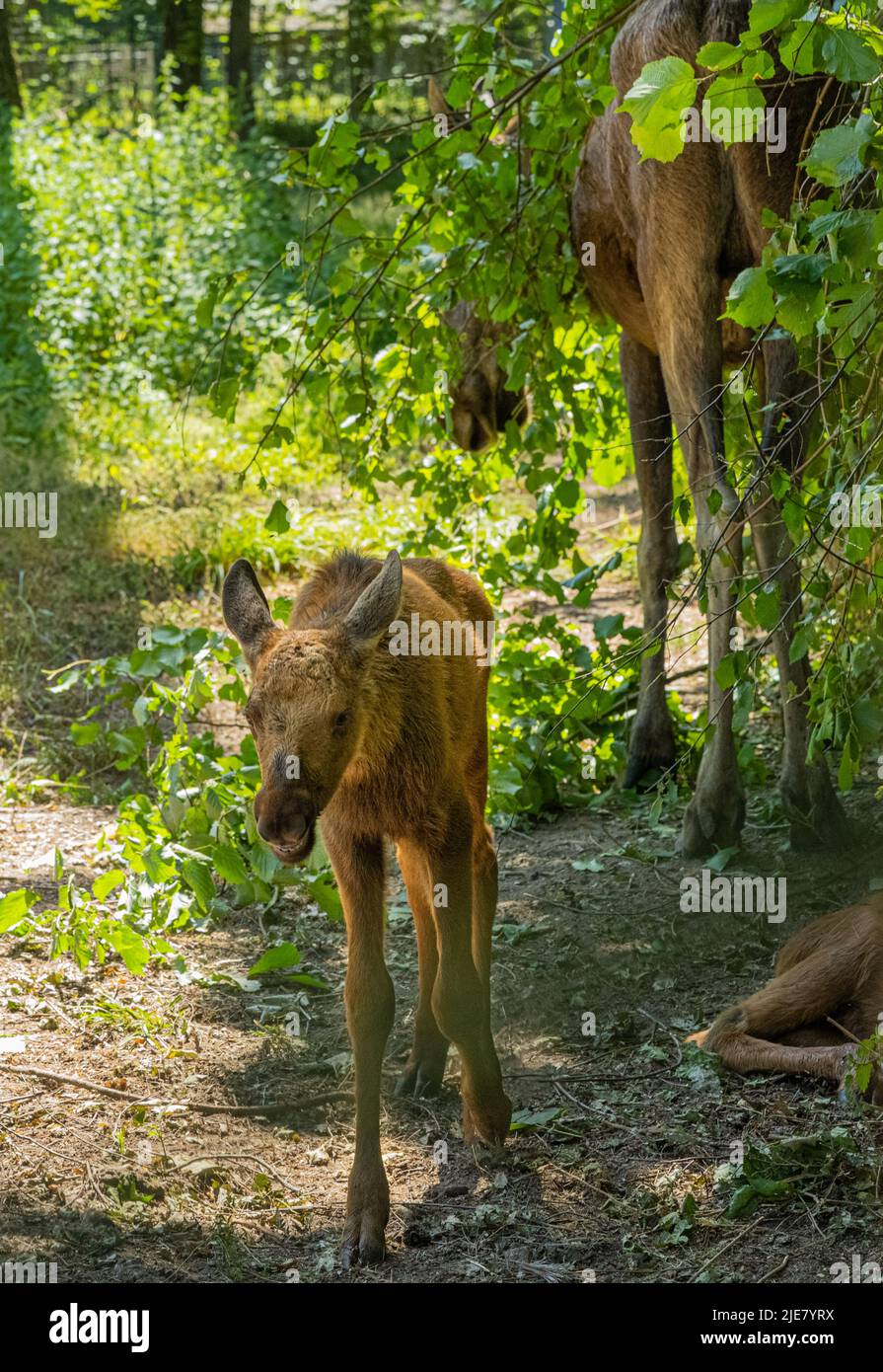 Elchkuh mit Kind im Wald. Karlsruhe, Deutschland, Europa Stockfoto