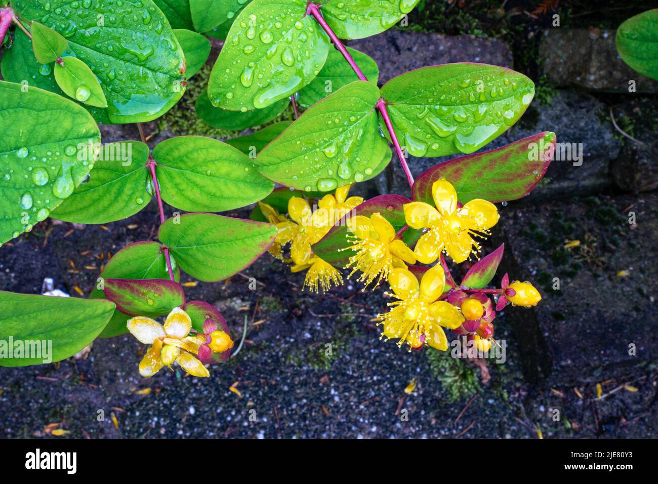 Schöne grüne Blätter und gelbe Blüten von Honigsuckle (Lonicera) Stockfoto