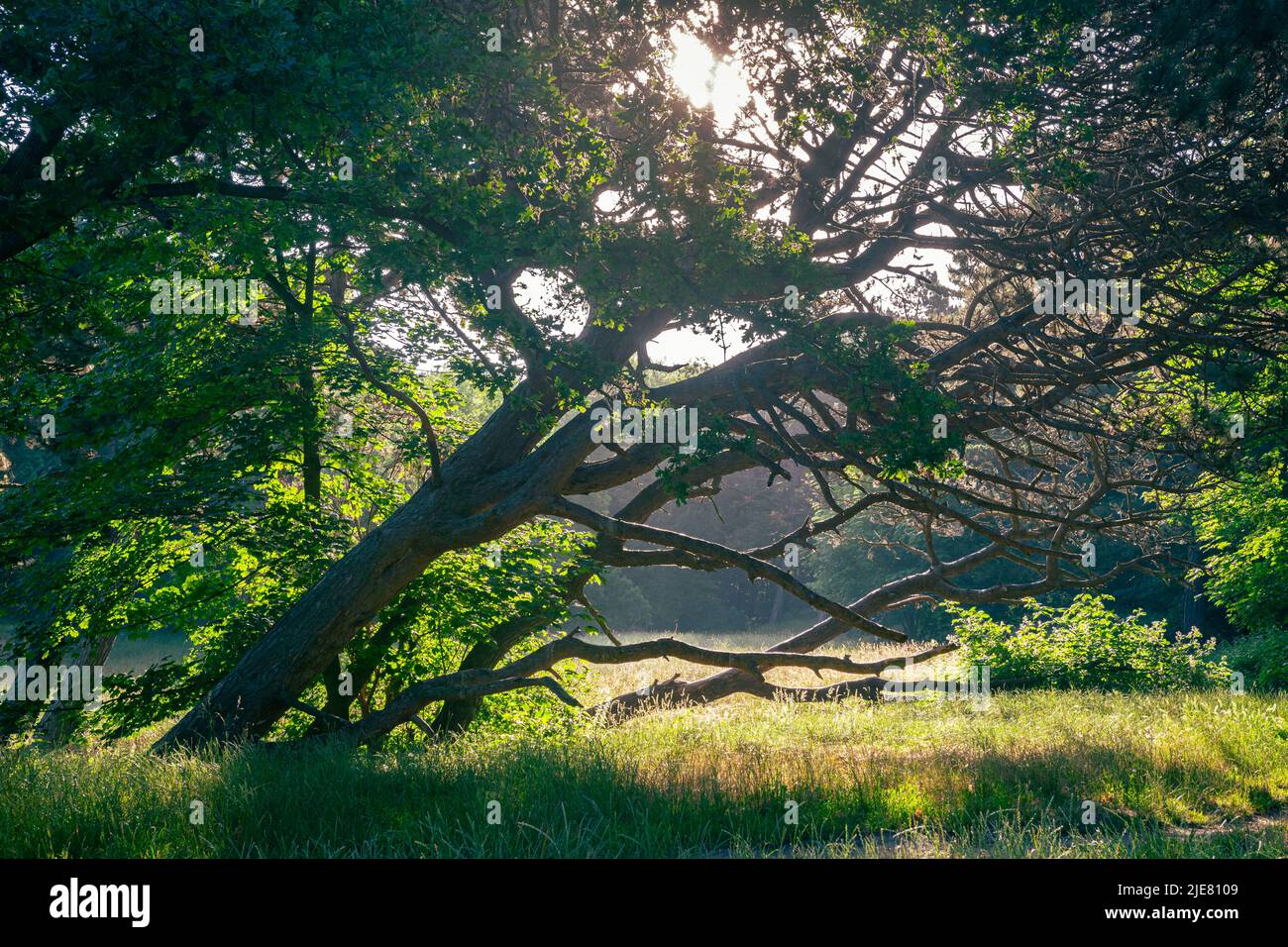 Malerisches Bild der Sonne, die an einem frühen Sommermorgen durch die Äste und Blätter der Bäume scheint Stockfoto