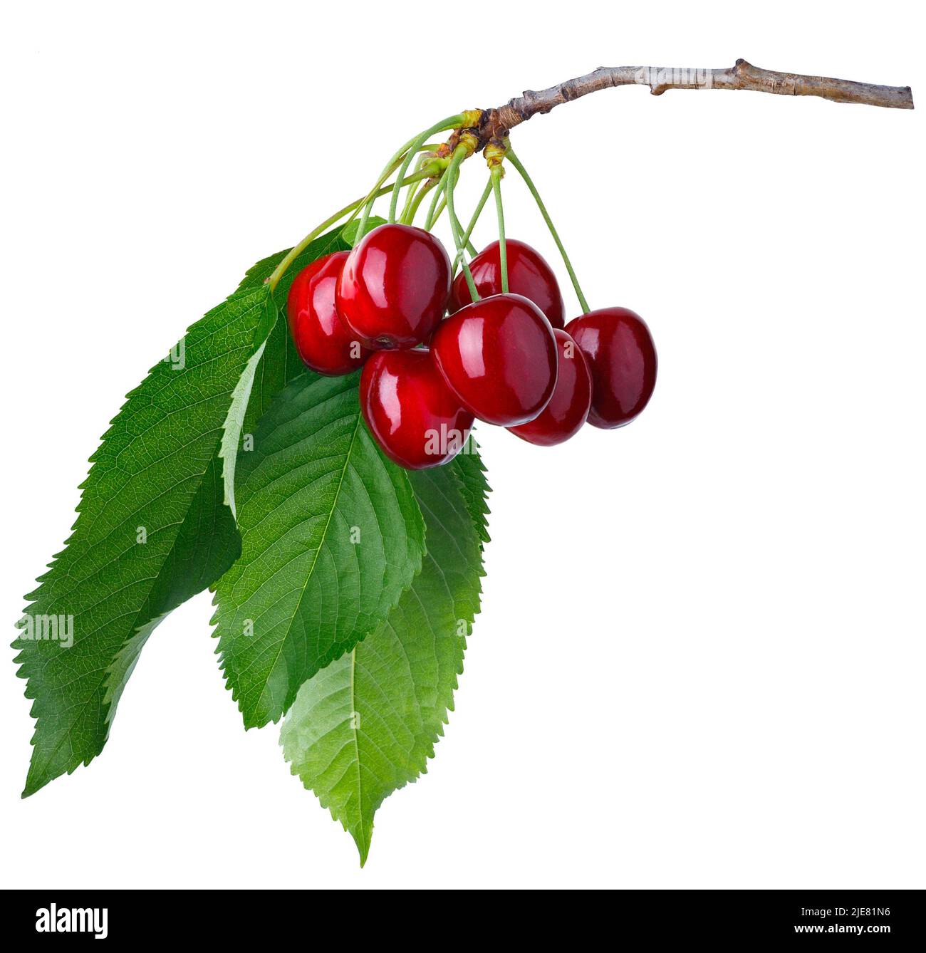 Zweig mit reifen Kirschen isoliert auf weiß Stockfoto