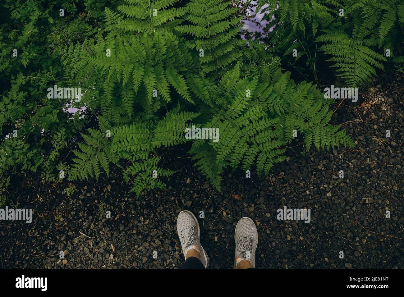 Selfie-Frau Füße tragen graue Turnschuhe und grüne Farnpflanzen auf dem Boden im tropischen Garten. Natur Hintergrund. Stockfoto