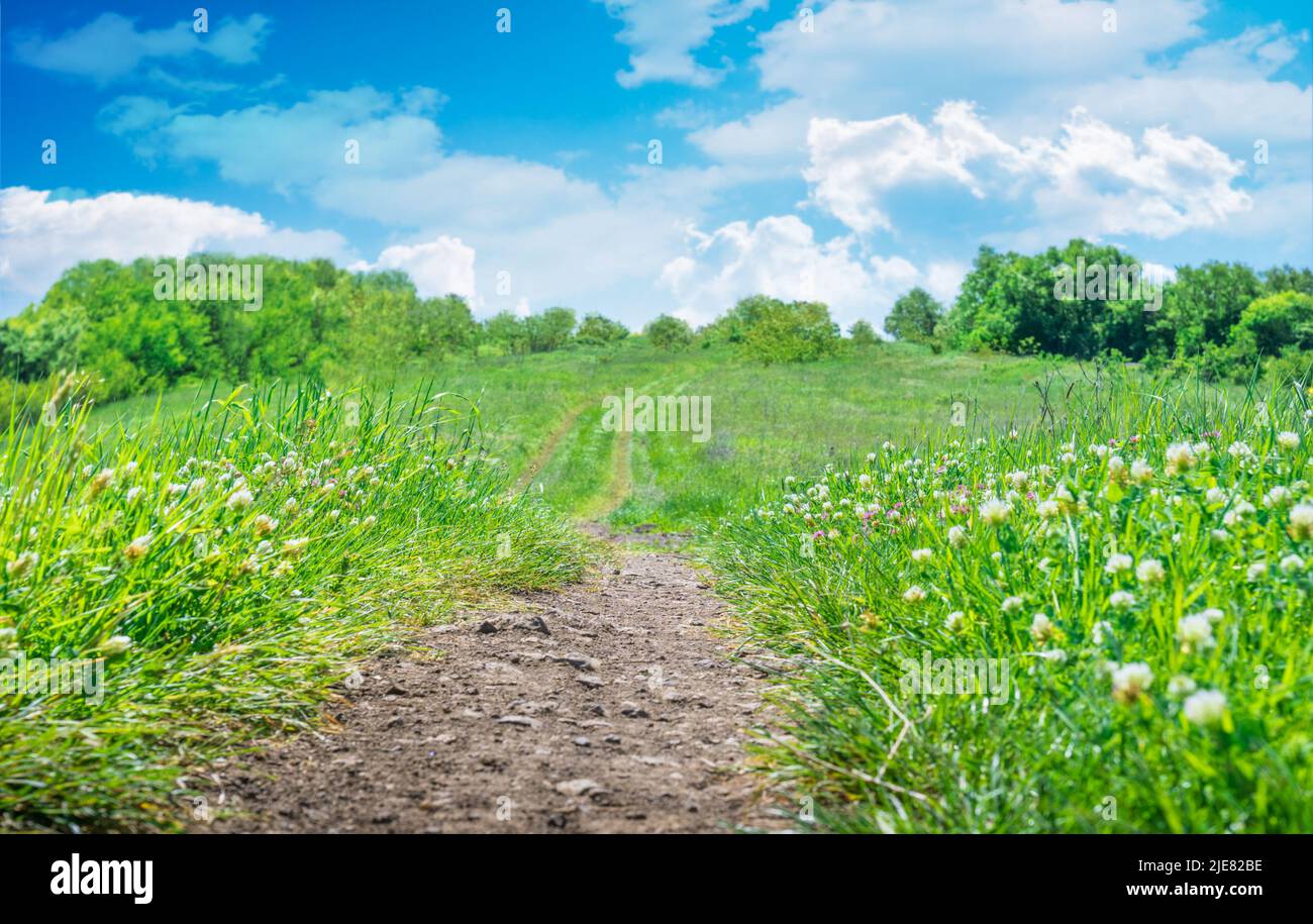 Natürliche grüne Grasfeld Landschaft mit Feldweg. Road Trail im grünen Frühlingsfeld Stockfoto