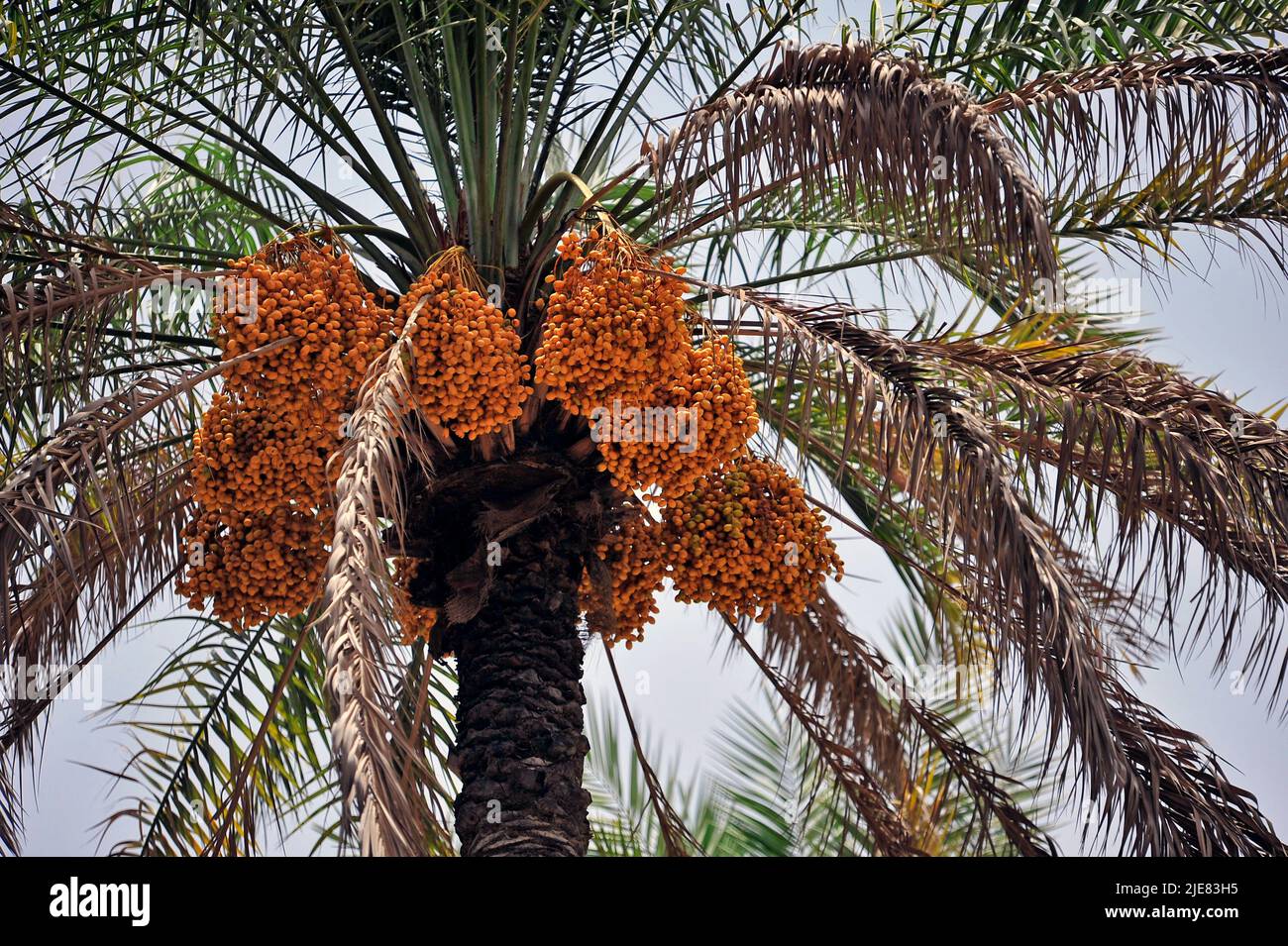 Datum der Ernte, Oman - Mittlerer Osten Stockfoto