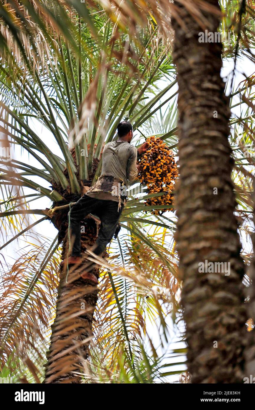 Datum der Ernte, Oman - Mittlerer Osten Stockfoto