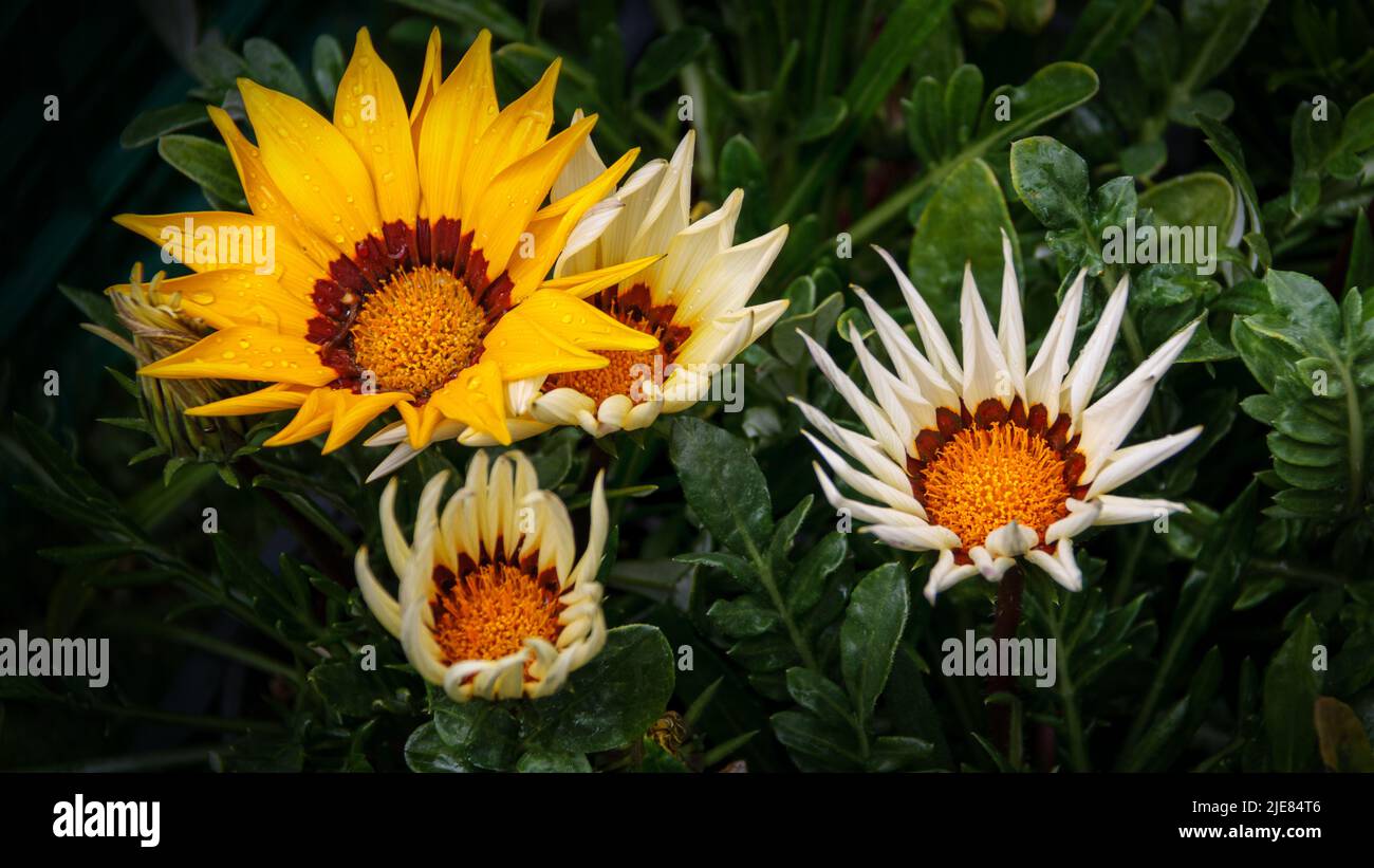 Afrikanische Gänseblümchen Blumengasanien, blühende Gazanienblumen oder afrikanische Gänseblümchen in einem Garten auf grünem Hintergrund Stockfoto