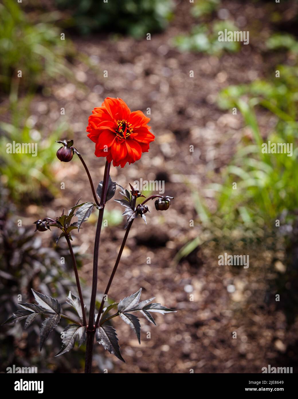 Red Dahlia Bischof von Llandaff in Isolation mit Bokeh Hintergrund Stockfoto