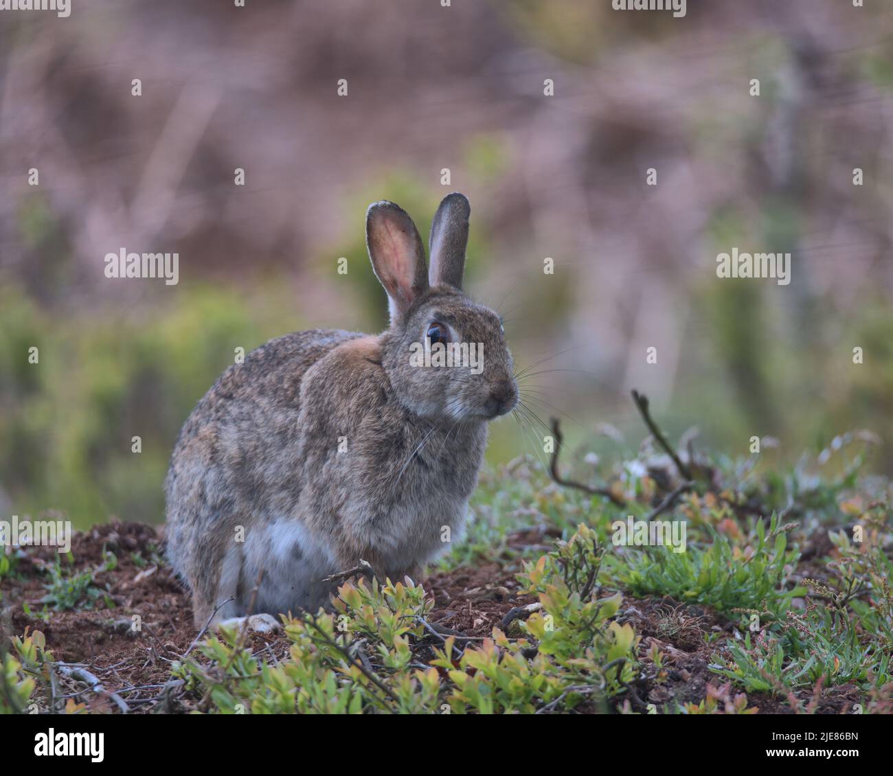 Europäisches Kaninchen auf dem Waldboden auf der Suche nach Nahrung. Stockfoto