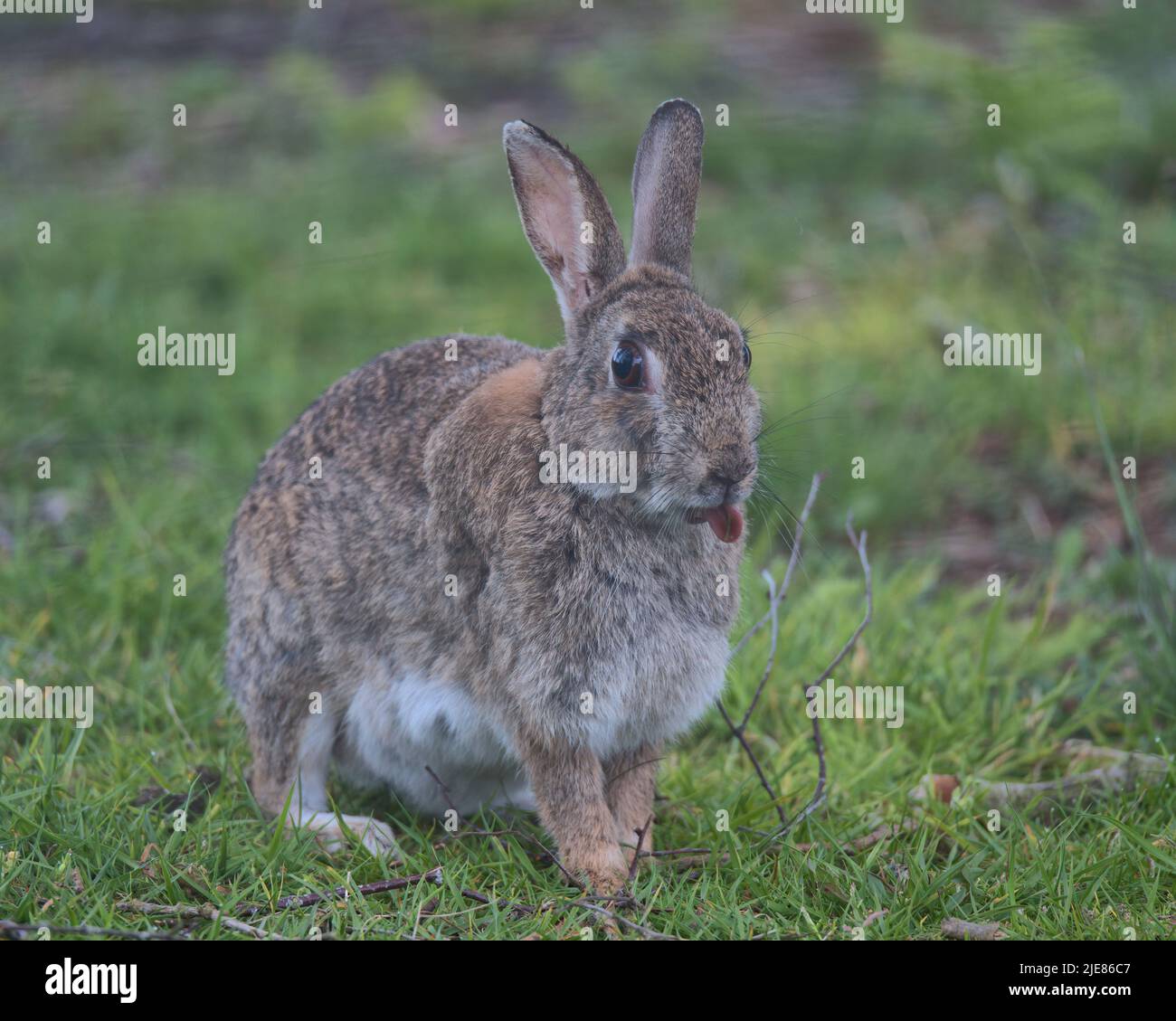 Europäisches Kaninchen auf dem Waldboden auf der Suche nach Nahrung. Stockfoto