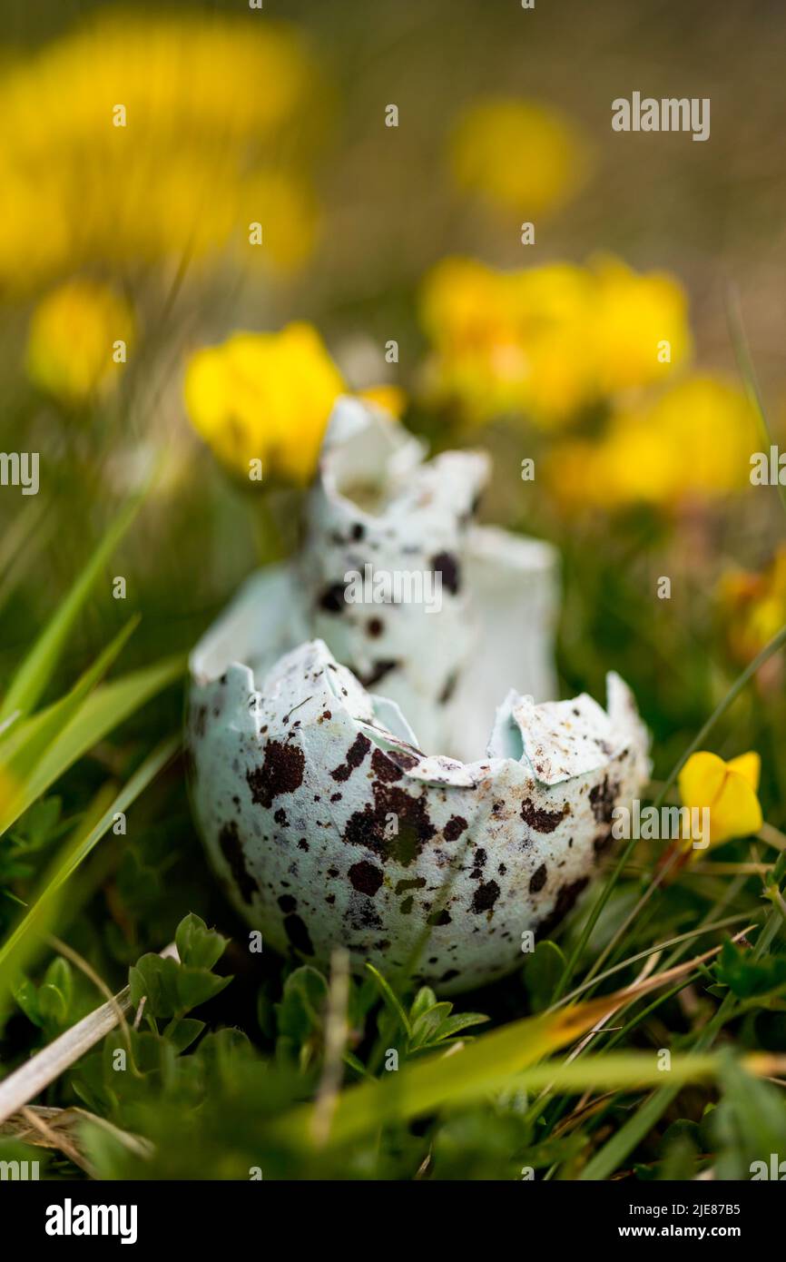 Im Frühsommer mit gelben Wildblüten sind die Muscheln der Seevögel an der Küste von Berwickshire, Schottland, am Rand einer Meeresklippe gefunden worden. Stockfoto