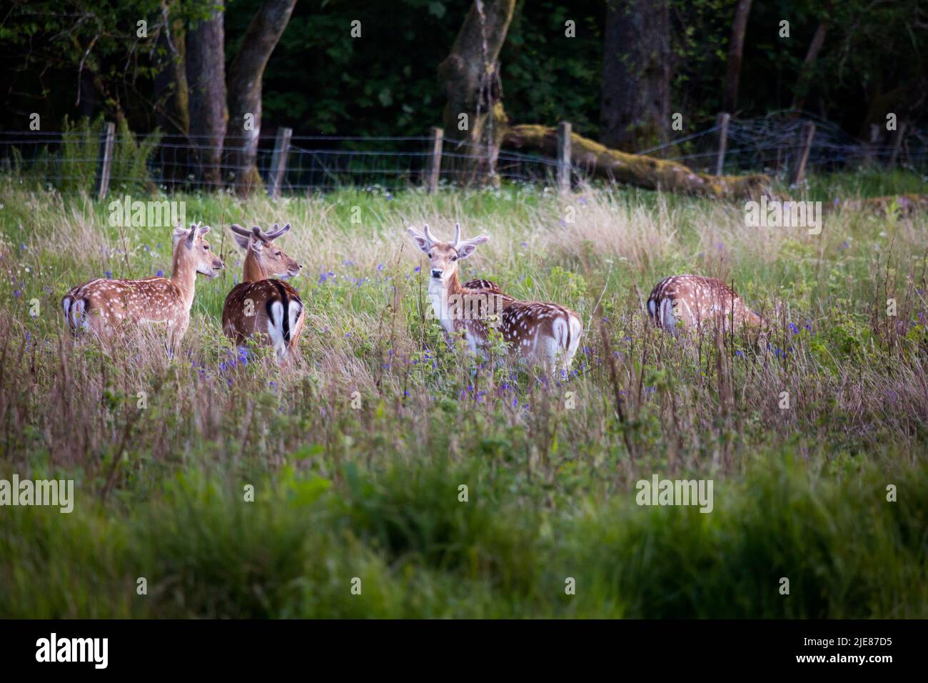 An einem Sommerabend im Trossachs National Park von Schottland eine kleine Herde wilder Brachhirse auf einer Wiese mit Blaubellen. Stockfoto