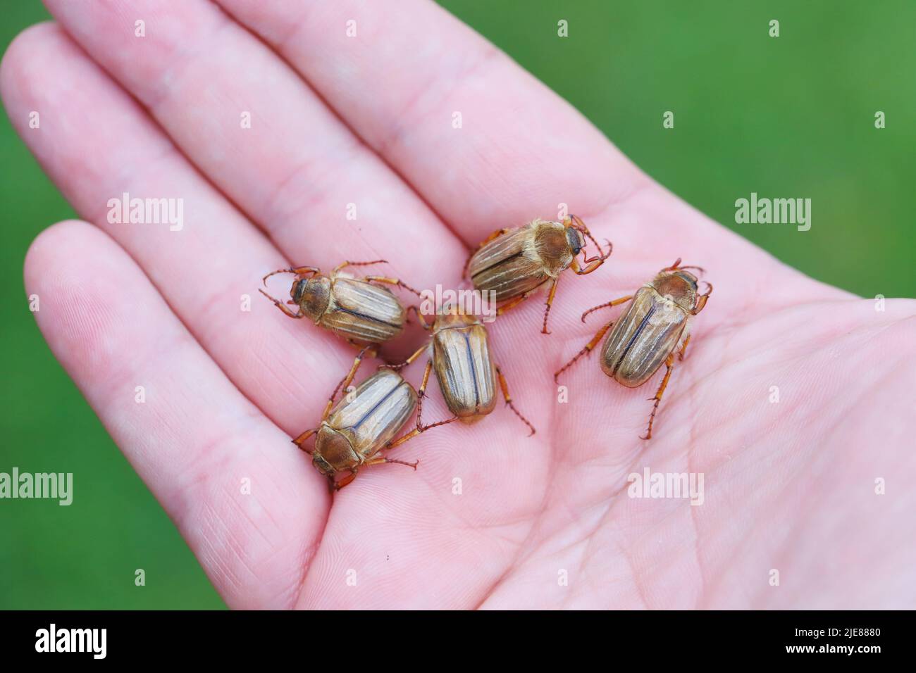 Sommerkäfer oder Junikäfer (Amphimallon solstitialis). Käfer auf der Hand. Stockfoto