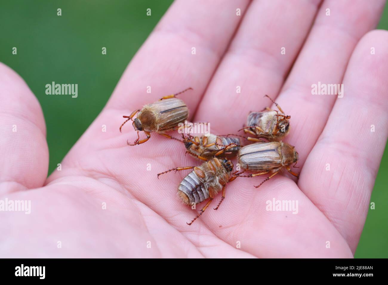 Sommerkäfer oder Junikäfer (Amphimallon solstitialis). Käfer auf der Hand. Stockfoto