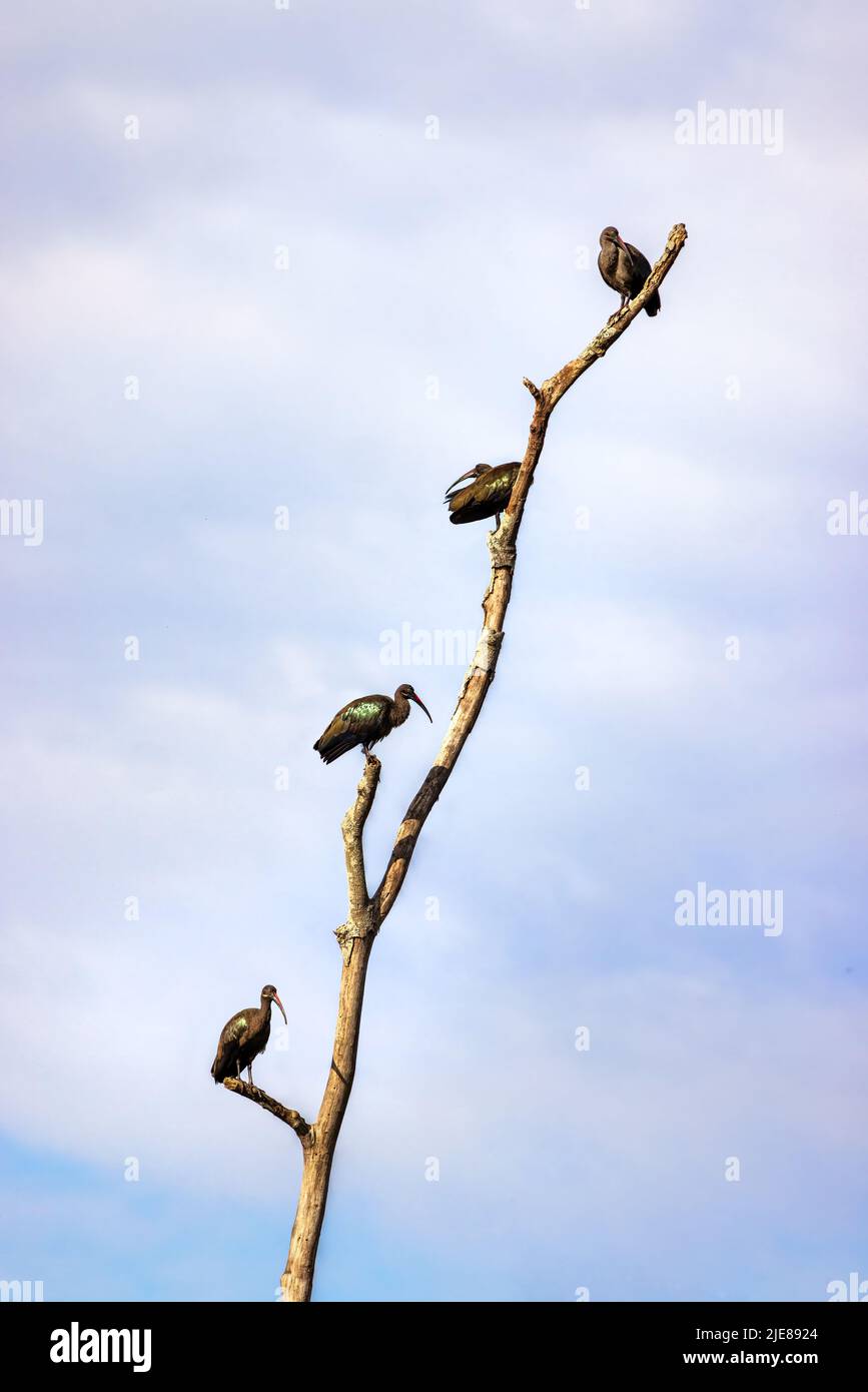 Hadada Ibis, Bostrychia hagedash, thront auf einem toten Baum, vor dem Hintergrund des Sommerhimmels. An der Grenze zwischen Uganda und der Demokratischen Republik Kongo. Stockfoto