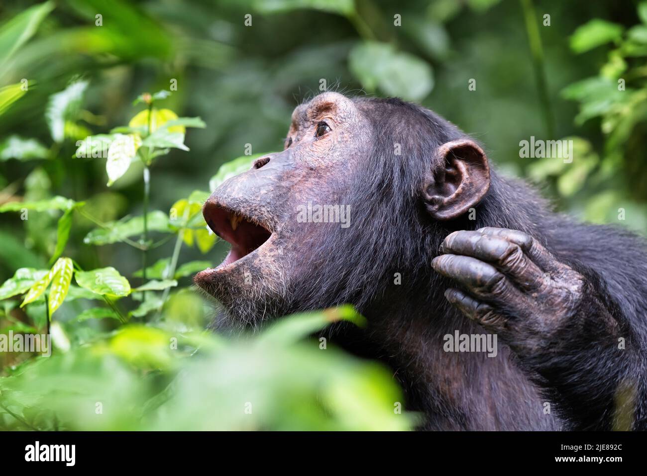 Heulende Schimpansen, pan troglodytes, im tropischen Regenwald des Kibale National Park im Westen Ugandas. Das Parkschutzprogramm bedeutet das Stockfoto