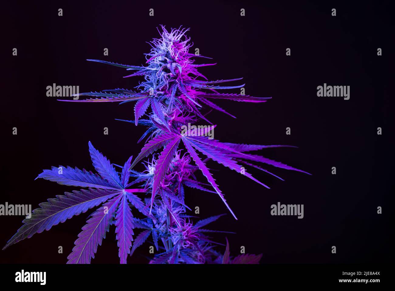 Dunkelviolette Cannabispflanze. Marihuana Blume. Medizinisches Marihuana in violettem Neonlicht auf schwarzem Hintergrund. Ästhetisch schöner Hanf Stockfoto