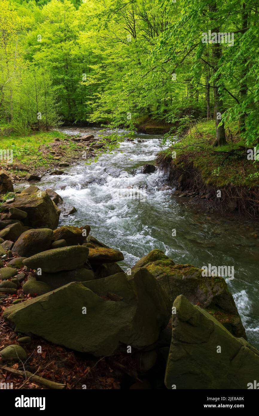 Waldfluss im Frühling. Gewundener Wasserfluss entlang der felsigen Küste mit hohen Buchen. Wunderschöne Naturlandschaft Stockfoto