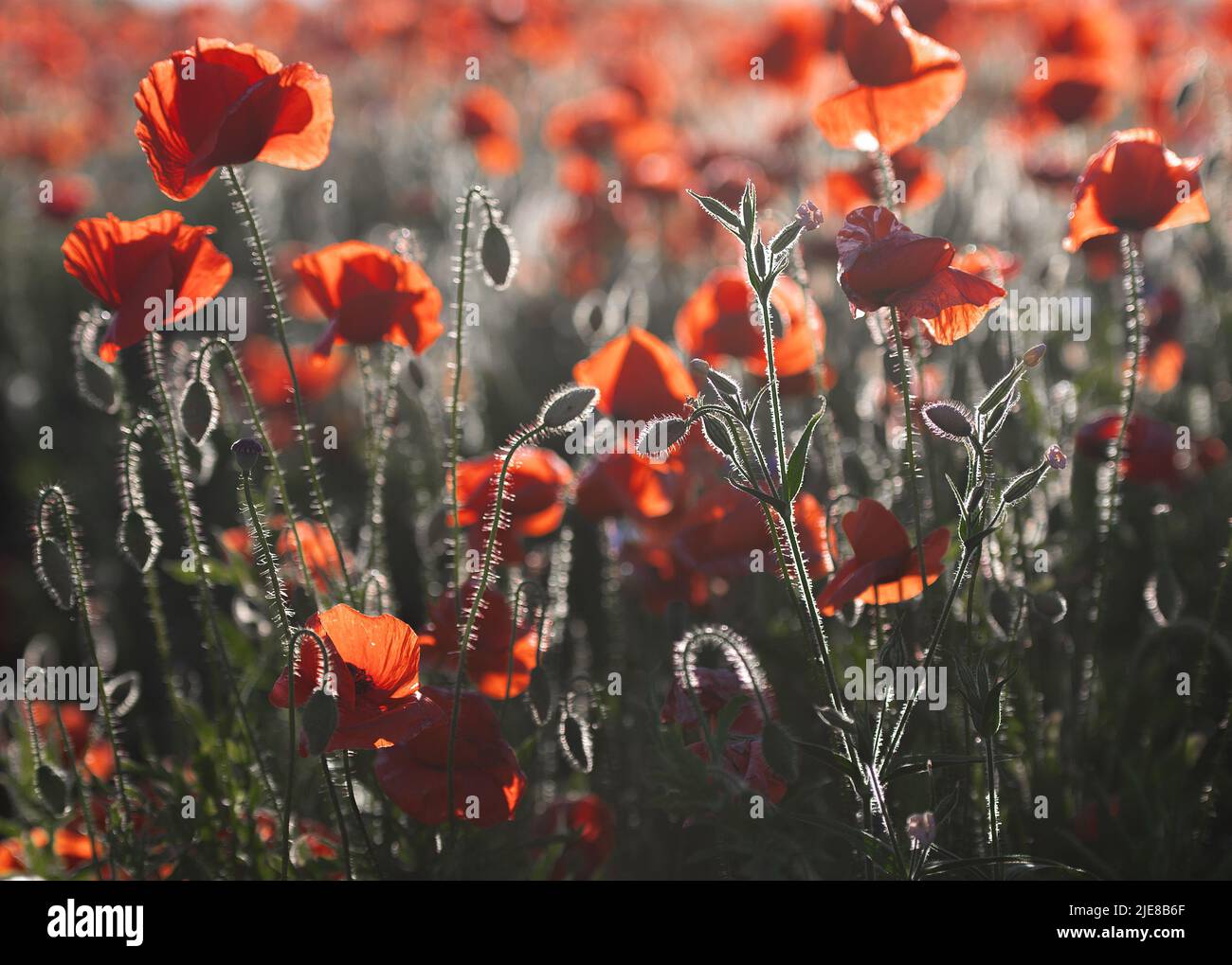 Lebendiges Mohn-Feld in Lettland Stockfoto