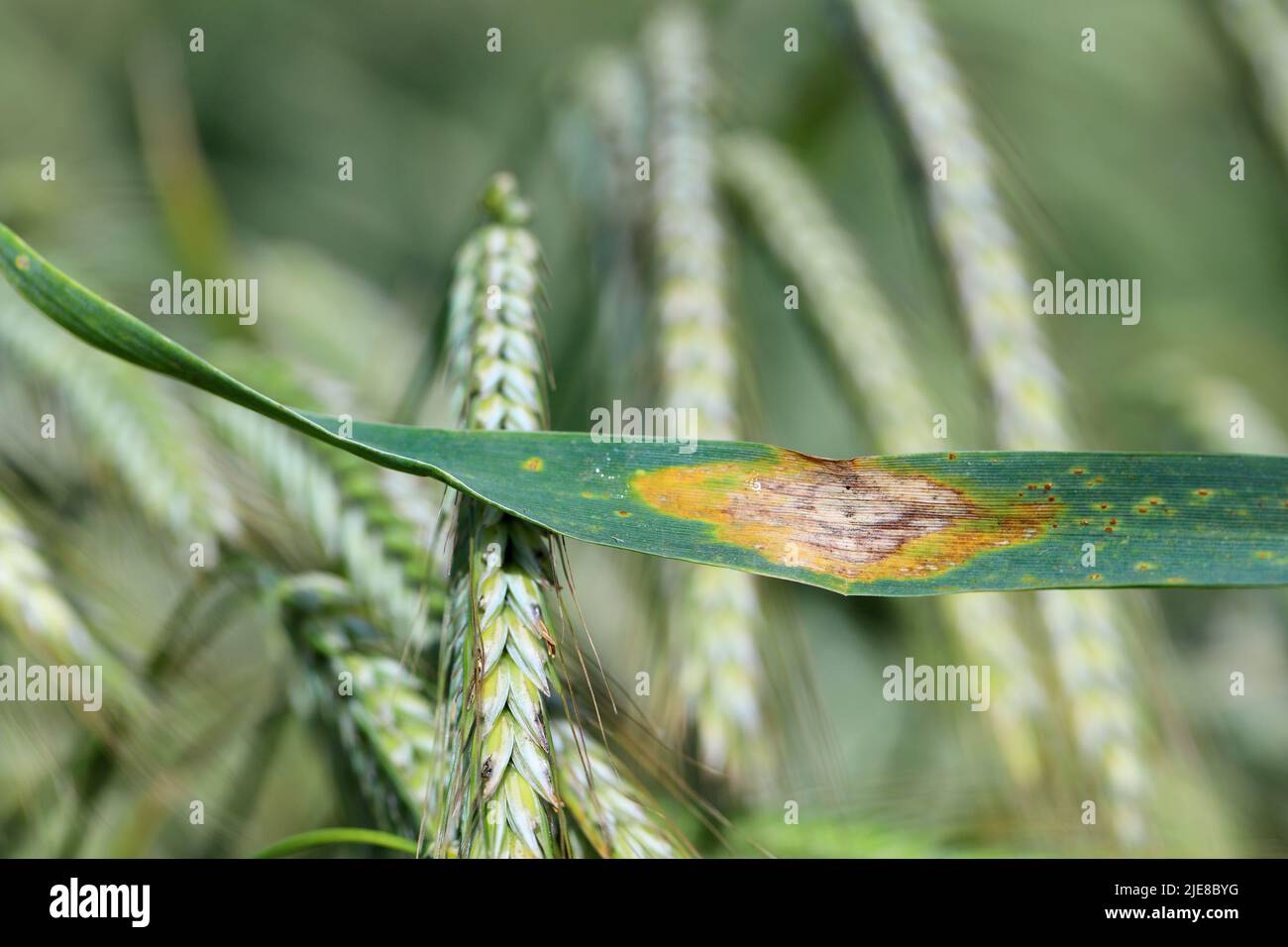 Blattfleck aus Roggen, Septoria-Blattfleck, gesprenkeltes Blattfleck aus Roggen. Mycosphaerella graminicola. Stockfoto