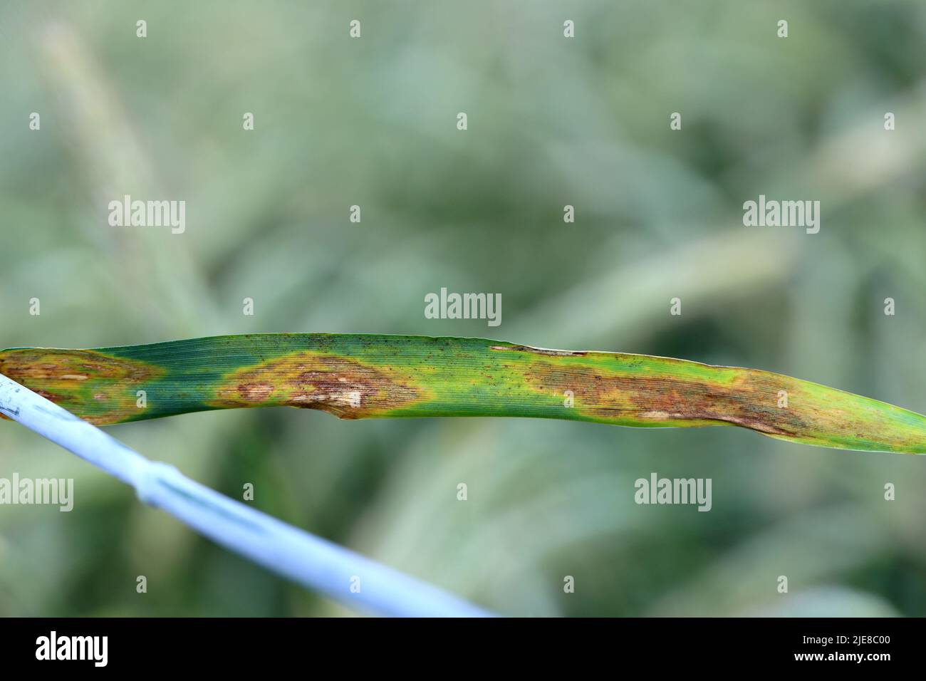 Blattfleck aus Roggen, Septoria-Blattfleck, gesprenkeltes Blattfleck aus Roggen. Mycosphaerella graminicola. Stockfoto