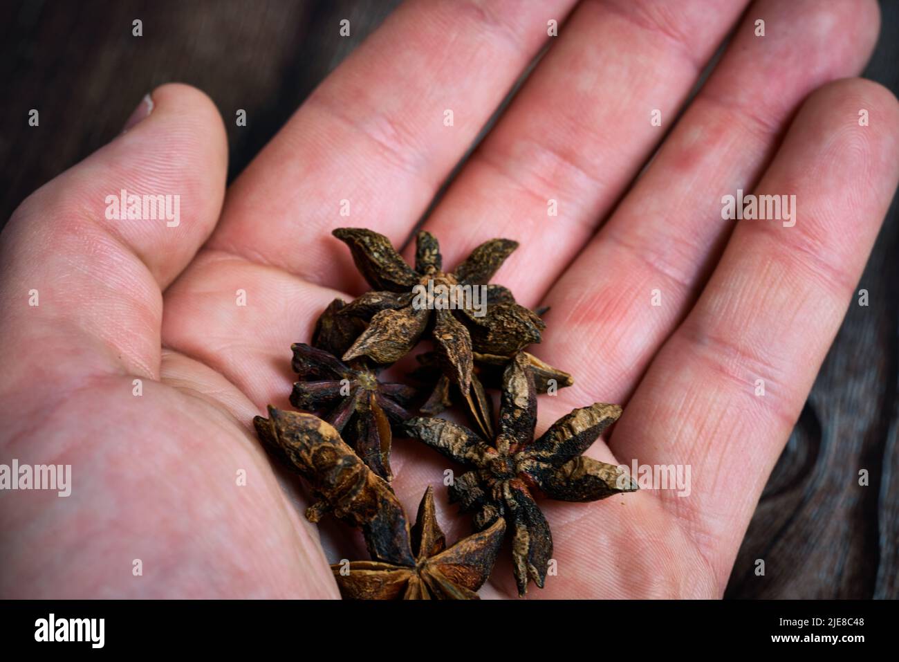 Anisstern aus der Pflanze Pimpinella anisum. Hochwertige Fotos Stockfoto