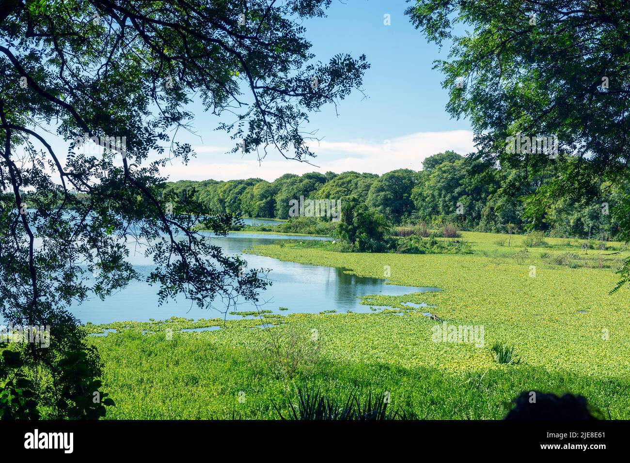 Foto des Sees in Costanera Sur Ecological Reserve, Buenos Aires, Argentinien Stockfoto