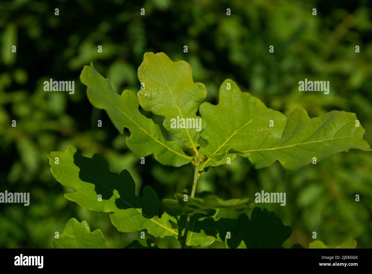 Grüne Eichenblätter auf einem Zweig im Sonnenlicht Stockfoto