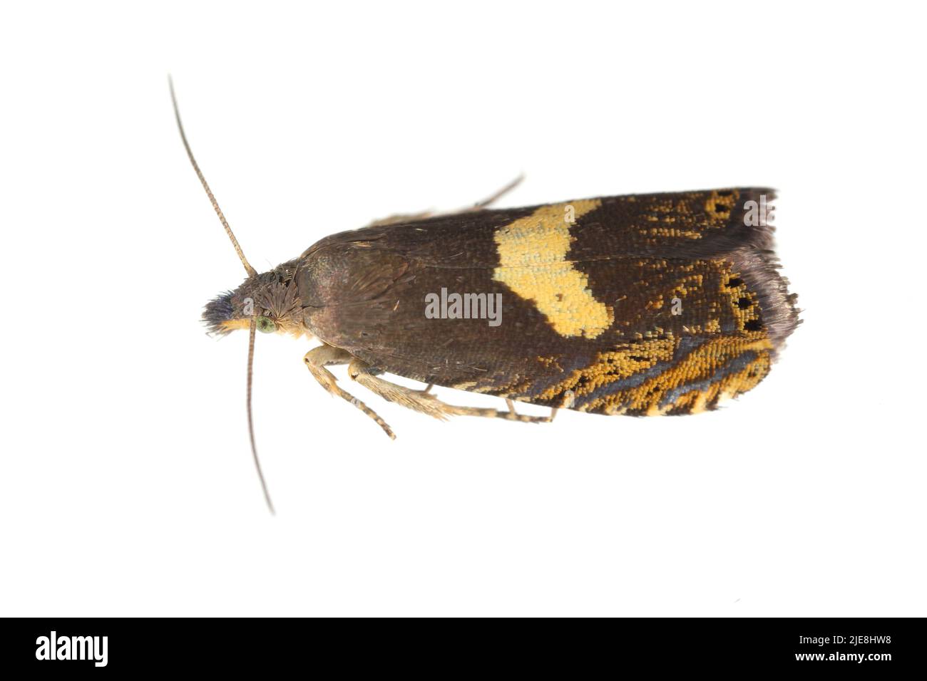 Erwachsener Tortricide Leafroller Moth der Familie Tortricidae. Isoliert auf weißem Hintergrund. Stockfoto