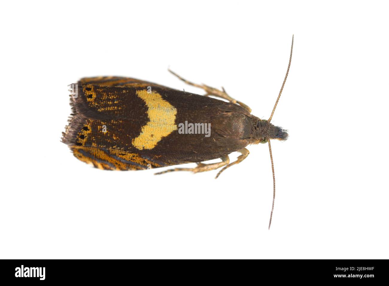 Erwachsener Tortricide Leafroller Moth der Familie Tortricidae. Isoliert auf weißem Hintergrund. Stockfoto