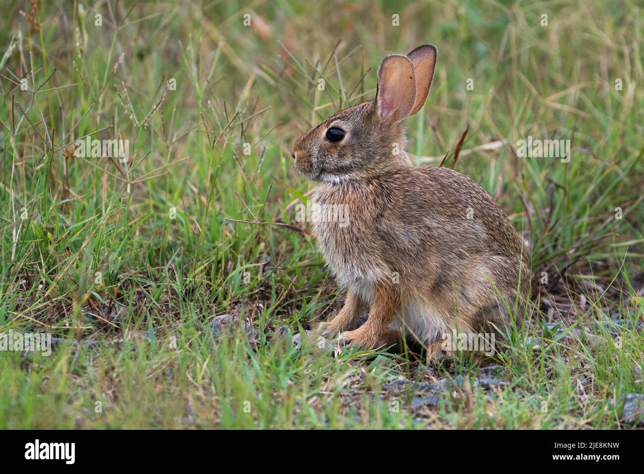 Östlichen Cottontail Kaninchen Stockfoto