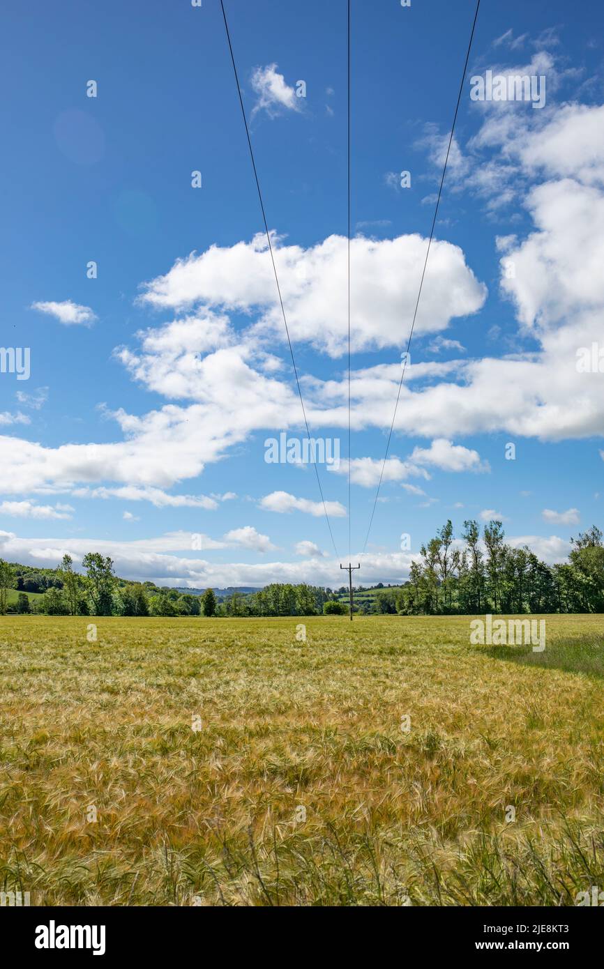 Die ländliche Stromversorgung durchquert das Feld der reifenden Gerste Stockfoto