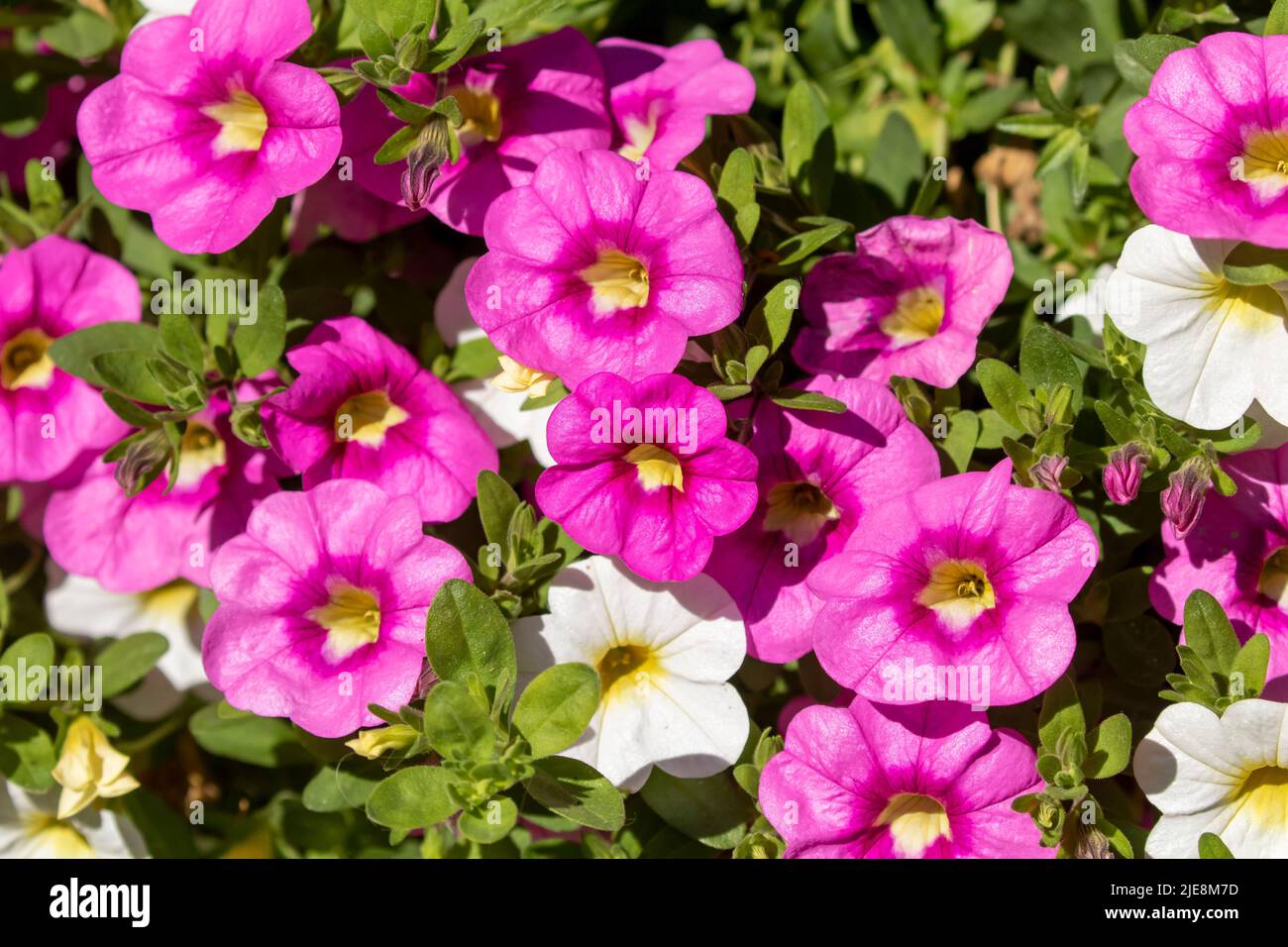 Bunte Blumen von Calibrachoa, auch bekannt als Million Glocken, die im Sommer im Garten blühen Stockfoto